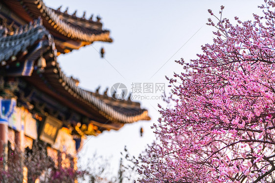 南京明孝陵景区梅花山梅花图片