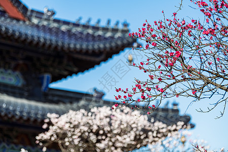 南京明孝陵景区梅花山梅花图片