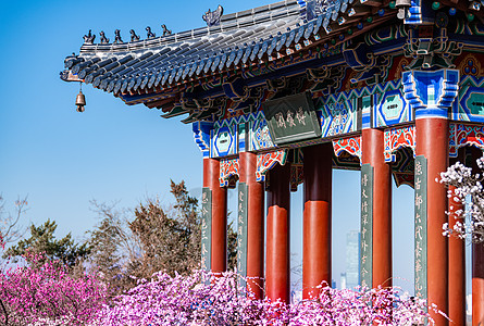 南京明孝陵景区梅花山梅花背景