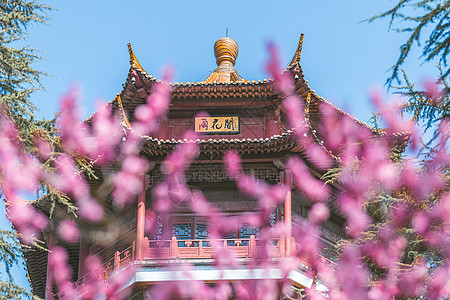 南京雨花台梅岗春天的梅花高清图片