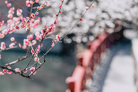 南京雨花台梅岗春天的梅花高清图片