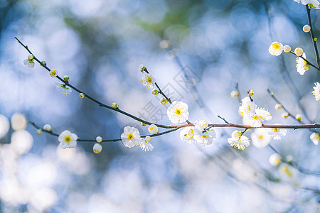 清新梅花春天阳光下的梅花背景