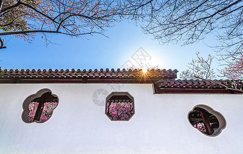 南京雨花台梅岗春天的梅花图片