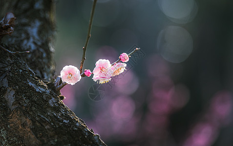 春天阳光下的梅花图片