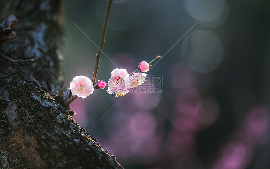 春天阳光下的梅花图片