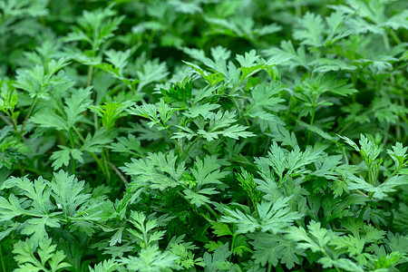 柳蒿菜水蒿白蒿图片