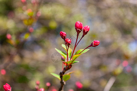 樱花花苞图片