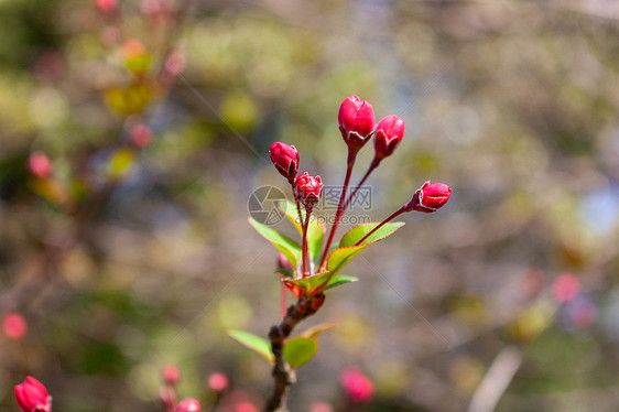 樱花花苞图片