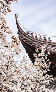 西湖风景区南京灵谷寺春天的玉兰花与传统建筑背景