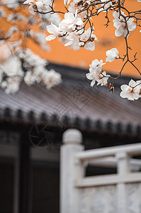 隆泉寺风景区南京灵谷寺春天的玉兰花与传统建筑背景