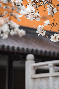 南京灵谷寺春天的玉兰花与传统建筑图片
