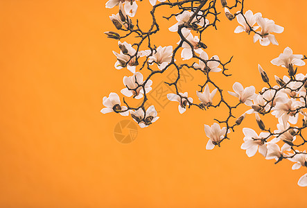 春天的玉兰花与寺庙黄墙图片