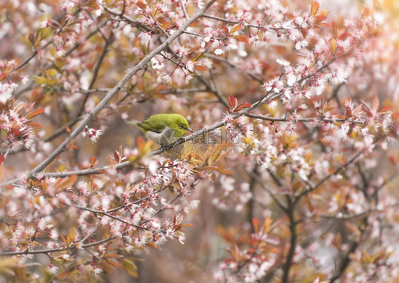 花枝头黄鹂鸟图片