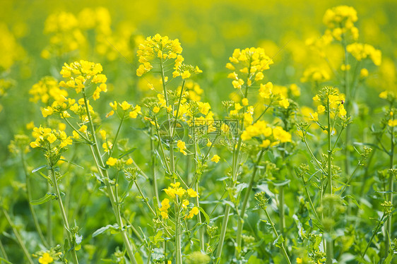 油菜花田图片