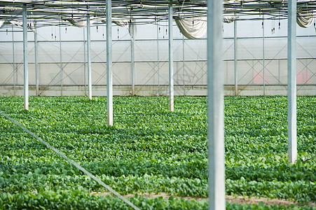 青菜种植大棚图片