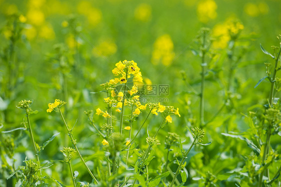 油菜花田图片