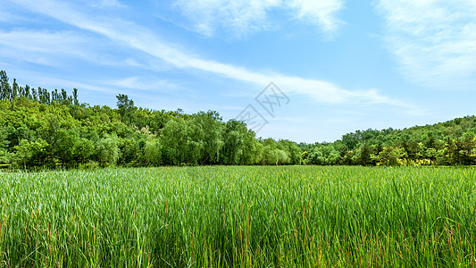 内蒙古辉腾锡勒草原春天景观背景图片