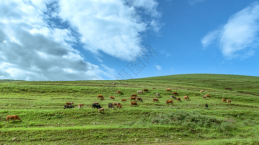 内蒙古辉腾锡勒草原春天景观图片