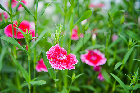 石竹花植物石竹高清图片