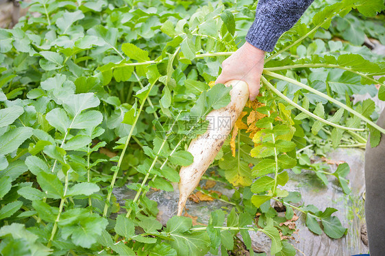 拔萝卜图片