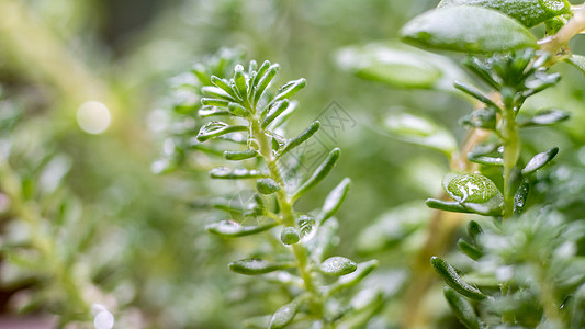 下雨天撑伞春天植物雨水背景