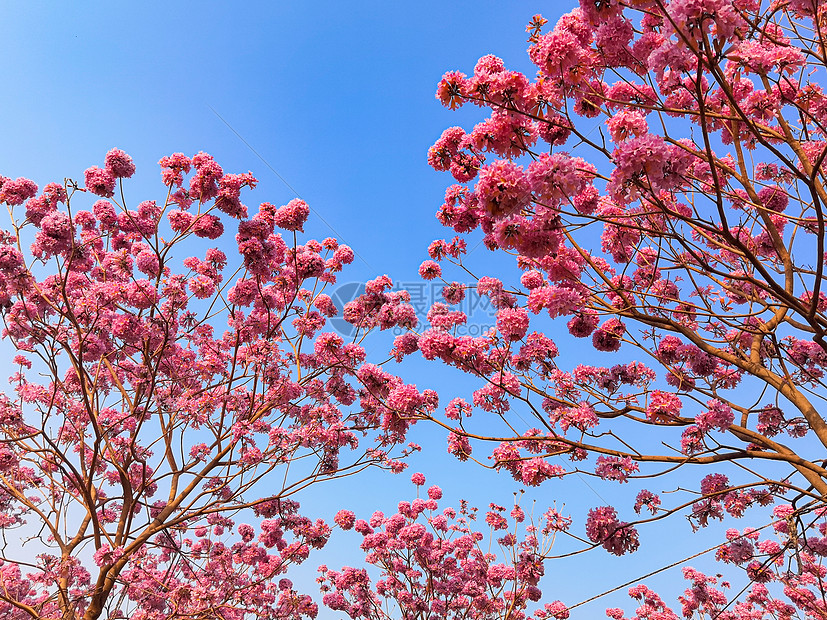 春天粉色浪漫紫色风铃花图片