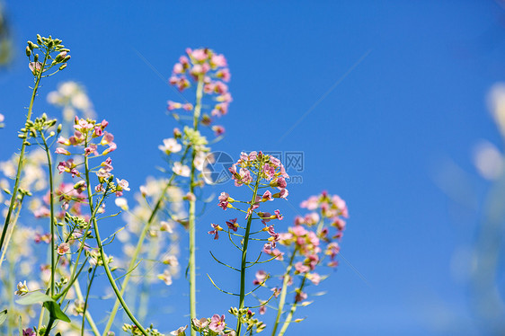 油菜花图片