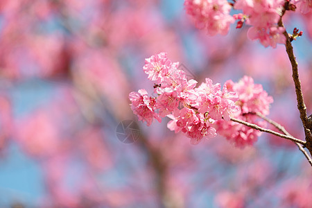 粉色浪漫樱花背景图片