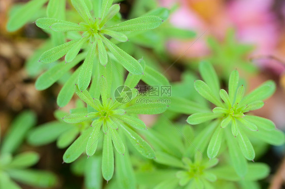 绿植新生图片