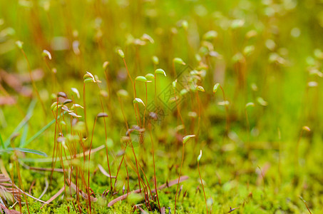 苔藓萌芽背景图片