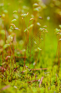 苔藓萌芽图片