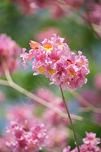 绿色树叶和花朵春暖花开 紫花风铃木背景