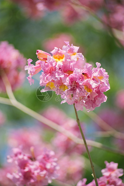 春暖花开 紫花风铃木图片