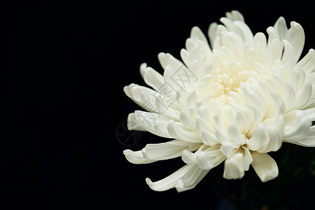 清明节菊花静物白菊花图片