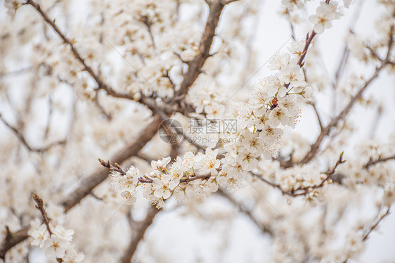 樱花图片