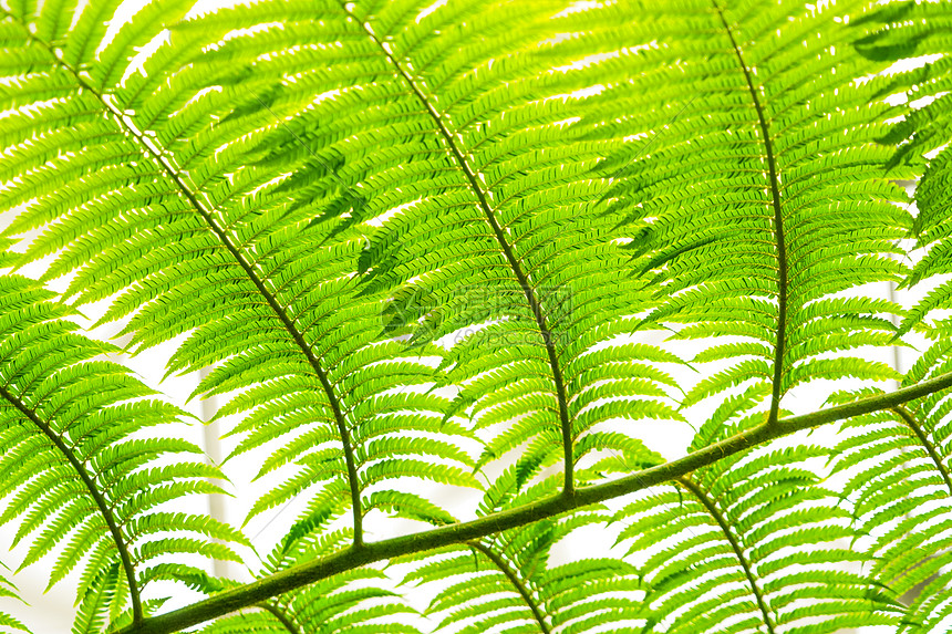 热带雨林中的树叶图片