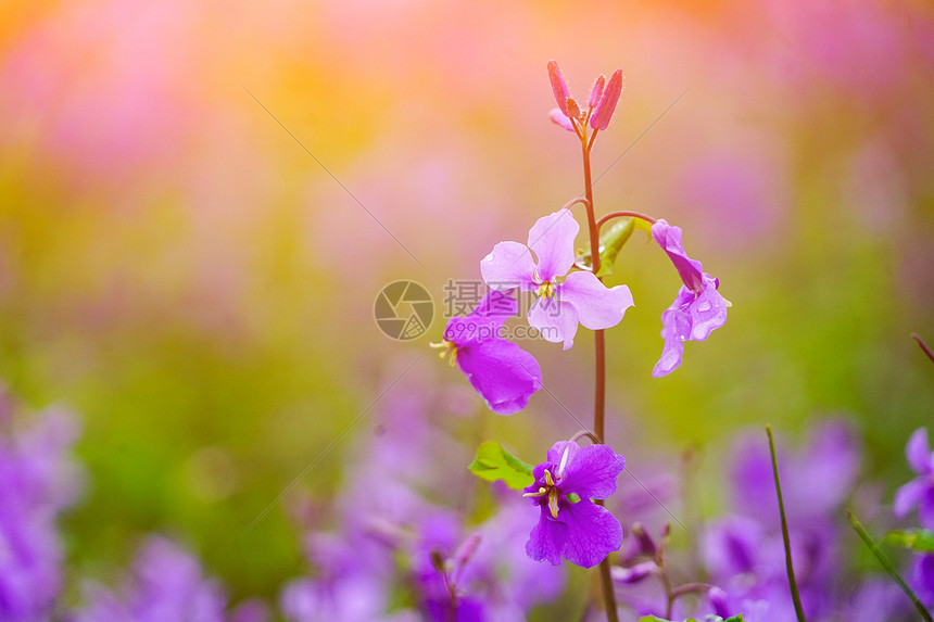 紫色心叶诸葛菜花图片