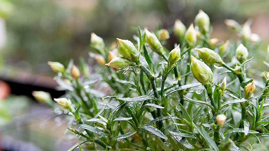 植物上的雨水图片
