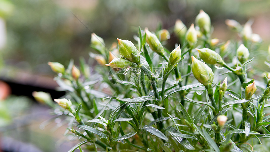 植物上的雨水图片