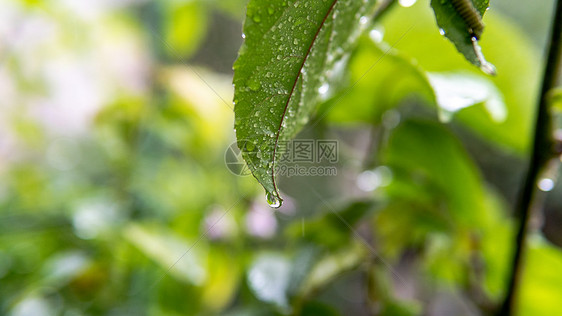 植物上的雨水图片