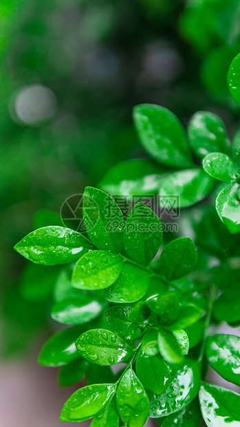 植物上的雨水图片