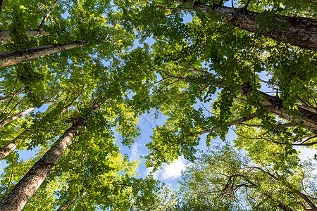绿色森林保护环境背景图片