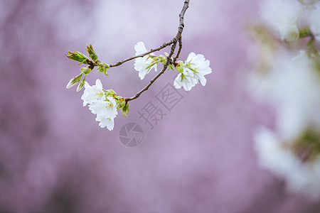 南京玄武湖樱花图片