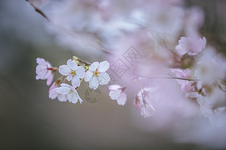 南京玄武湖樱花背景图片