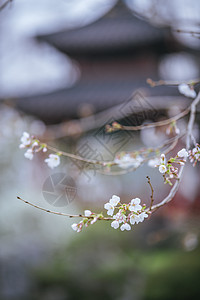 南京玄武湖樱花图片