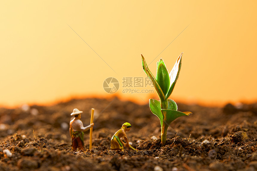 土壤里正在种植的农民和庄稼图片