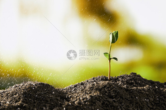 雨后茁壮生长的植物嫩芽图片