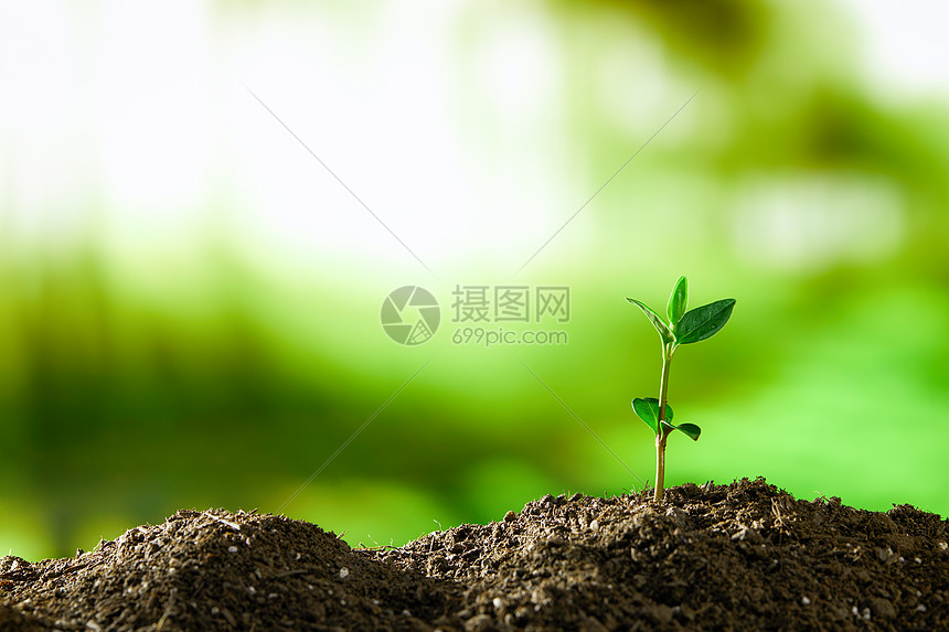 茁壮生长的植物嫩芽高清图片下载 正版图片 摄图网
