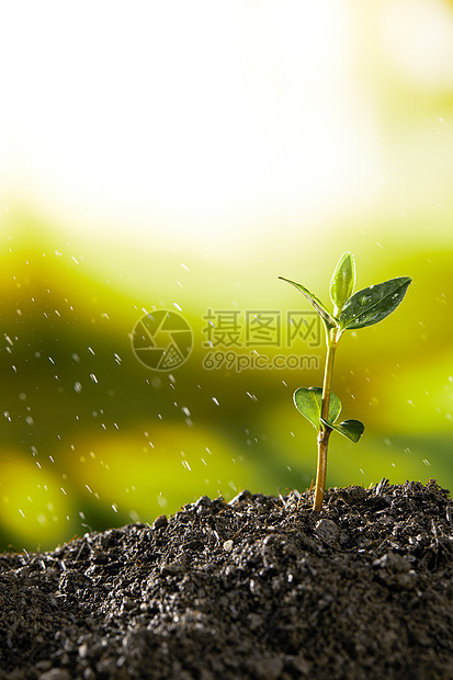 雨后茁壮生长的植物嫩芽高清图片下载 正版图片 摄图网
