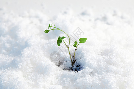 雪地里长出的植物嫩芽图片
